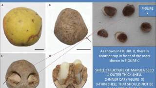 HOW TO GROW MARULA TREE FROM THE SEED STEP BY STEP [upl. by Ajtak]