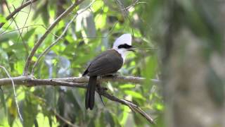 Whitecrested Laughingthrush [upl. by Adnamar]