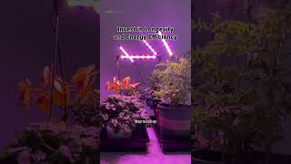 Slash Your Energy Bills with Dimmable Plant Lighting Systems [upl. by Arbba]