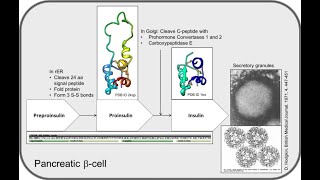 Insulin Biosynthesis [upl. by Enawtna]