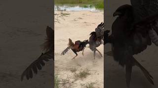 Changeable Hawk Eagle trying hunt a big hen on the ground 🦅youtube youtubeshorts birds shorts [upl. by Ylimme957]