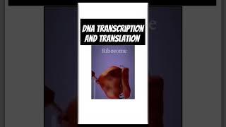 Genetics biologyGenetics class 12 TranscriptionTranslation Process of transcription amp translation [upl. by Luce]