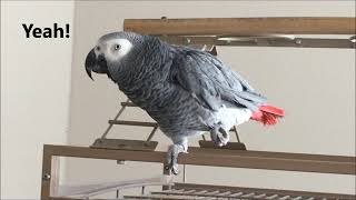 Clear Talking Parrot Macy the African Grey [upl. by Elleimac634]