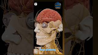 face anatomy antomynursing anatomy 3dfaceantomybsc nursing gnmshortshortsface anatomy short [upl. by Lippold]