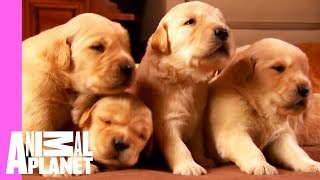 Growing Up Golden Golden Retriever Puppies  Too Cute [upl. by Assirek782]