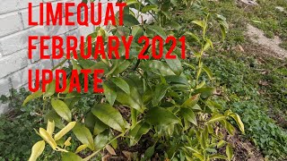 Limequat Tree 🌲 Update 🥶February 2021❄️ Zone 8 [upl. by Jelsma]