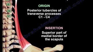 Anatomy Of The Levator Scapulae Muscle  Everything You Need To Know  Dr Nabil Ebraheim [upl. by Kenn]