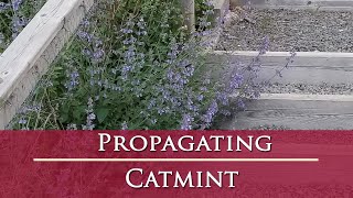 How to propagate Nepeta catmint [upl. by Erny725]