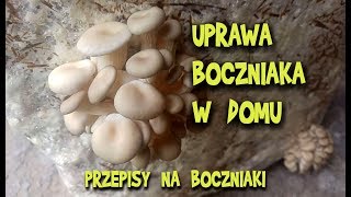 UPRAWA BOCZNIAKA domowa  PRZEPISY na boczniaki  Wiejskie Inspiracje [upl. by Alisha744]