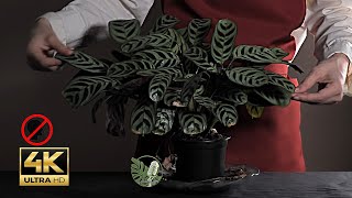 The Perfect Beginner Plant The Easiest One to Care for at Home asmr plants ctenanthe notalking [upl. by Cyndie140]