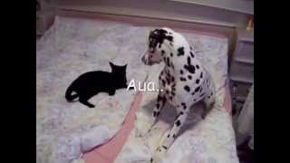 Mein Dalmatiner spielt mit Katze  Cat and DogDalmatian Playing 3 [upl. by Aryam367]