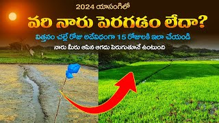 Paddy Nursery management  Yasangi  Rabi  యాసంగి వరి నారుమడి పోషక యాజమాన్యం  Agriculture [upl. by Ylurt]