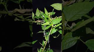 Lobiya cowpea garden organicgardening nochemicals [upl. by Bullion169]