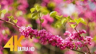 Amazing Colors of Spring Flowers and Fall Leaves  4K Nature Relax Video with Nature Sounds [upl. by O'Donovan912]