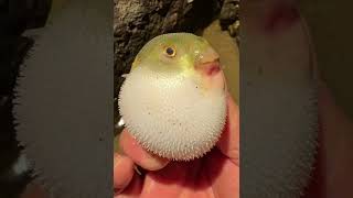 buffer blowfish fish sea seaanimals animals animallover [upl. by Dane]