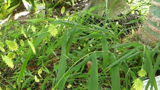 Chasmanthium latifolium Michx Yates [upl. by Etnod988]