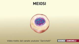 la meiosi tratto da Zanichelli scienze [upl. by Delanie342]