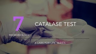 Catalase Test [upl. by Matilda]