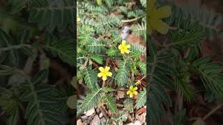 🌹¹☆•²◇¹ Gokhuru Puncturevine Tribulus terrestris in Caltrop Family Zygophyllaceae [upl. by Halfdan]