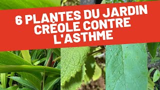 Les plantes médicinales du jardin créole pour soulager lasthme [upl. by Eedahs]