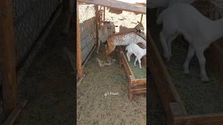 Arabic Goat Farming [upl. by Hsima]