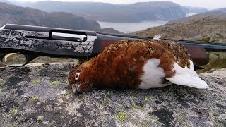 Rypejakt 2014  Ptarmigan Hunting  Grouse Hunting 2014 [upl. by Tama785]