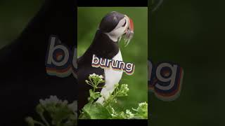 Burung Puffin juga Perenang dan Penyelam ulung faktaunik manusia animals burung puffin birds [upl. by Nohj700]