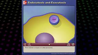 Endocytosis and Exocytosis McGraw Hill [upl. by Teage]