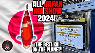 ALL JAPAN KOI SHOW 2024 THE BEST KOI ON THE PLANET [upl. by Akcimat]