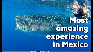 Swimming with whale sharks in Holbox Mexico [upl. by Kuster359]