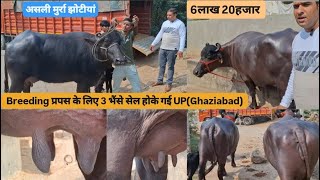 Breeding प्रपस के लिए 3 भैंसे सेल होके गई UPGhaziabad👍 kuldeep Bhai के पास Price620000 [upl. by Stoneman]