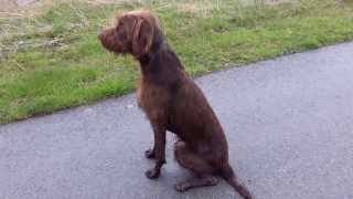 Pudelpointer Maximilian at 10mths [upl. by Normac116]