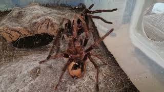 vogelspinnen verpaarung Theraphosa Apophysis [upl. by Odla]