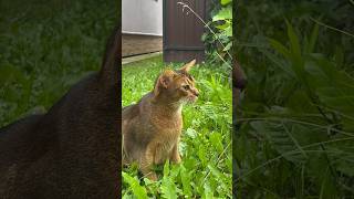 aby abyssinian cat animals abyssinians abyssiniancat funny абиссинец кот cute прикол [upl. by Risteau]