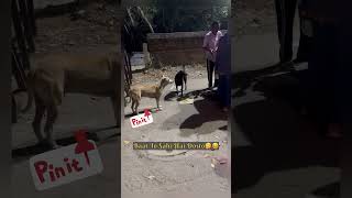 Happiness is feeding street dogs🐶😋shorts shortsfeed ytshorts youtubeshorts dog doglover [upl. by Fulks347]