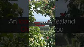 The pōhutukawa tree New Zealand Christmas Tree natureshorts newzealandnature [upl. by Ahseiyk]