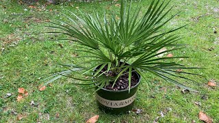 Chamaerops humilis is a Very Adaptable and ColdHardy Palm [upl. by Oht]