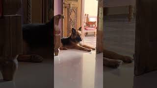 Yaad rakhna love dog doglover animals ytshorts shortvideo [upl. by Rialb464]