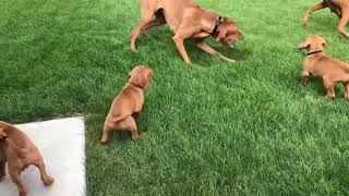 Vizsla puppies [upl. by Solorac]