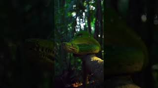 South America  Emerald Tree Boa butiful southamerica forest snake trees trendingshorts [upl. by Frear858]