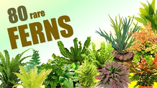 80 FERN SPECIES  HERB STORIES [upl. by Adnama1]