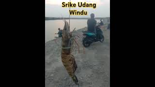 Strike udang windu Jumbo 1 ons fishing fire mancing fish [upl. by Edlyn]