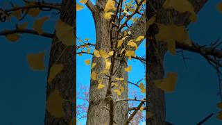 Ginkgo Tree amp Leaves ginkgo tree trees longwoodgardens pennsylvania nature relaxing [upl. by Eiramnerual]