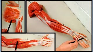 Muscles of the Arm and Forearm  Upper Limb muscles  MADE SIMPLE [upl. by Clercq699]