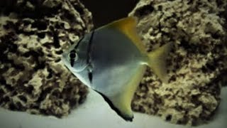 Mono Angelfish Monodactylus Argenteus Care amp Tank Set up Guide [upl. by Ilime]