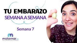 Semana 7  Tu embarazo semana a semana  Maternarco [upl. by Nnairahs]