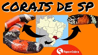 Corais verdadeiras de São Paulo  Papo de Cobra [upl. by Aihtyc]