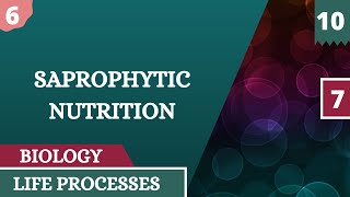 SAPROPHYTIC NUTRITION  LIFE PROCESSES  CHAPTER 6  SCIENCE  CLASS 10  NCERT  CBSE [upl. by Rainwater]