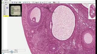 Stratified cuboidal epithelium [upl. by Behre853]