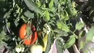 How To Hand Pollinate Tomatoes In Your Tomato Garden  Insightful Nana [upl. by Koerner]